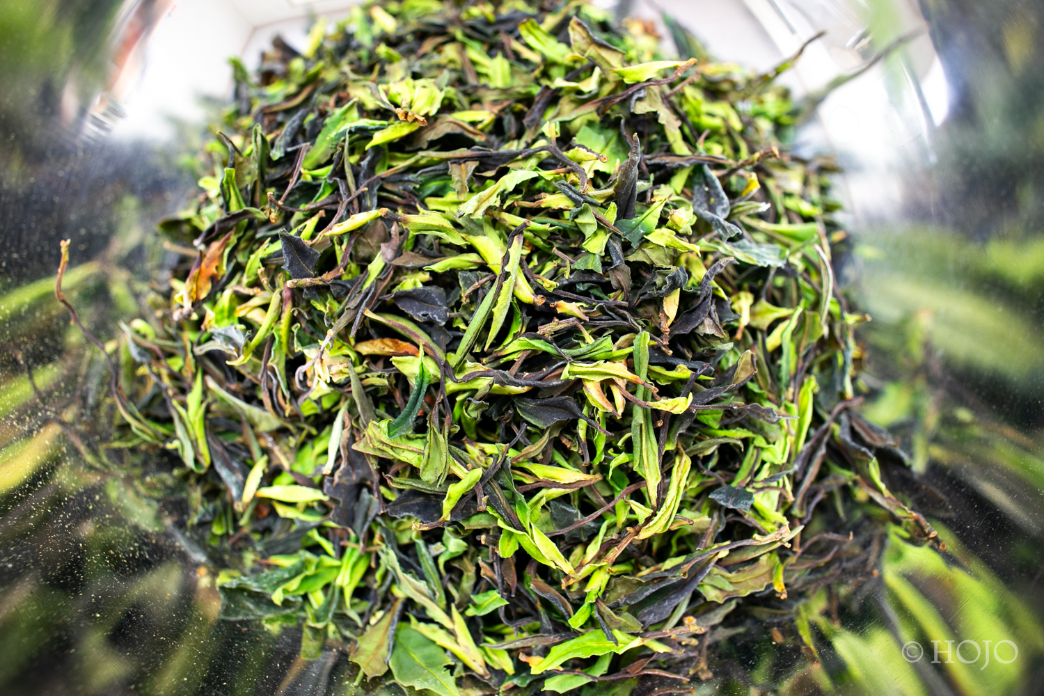 Da Xue Shan Wild White Tea 2026