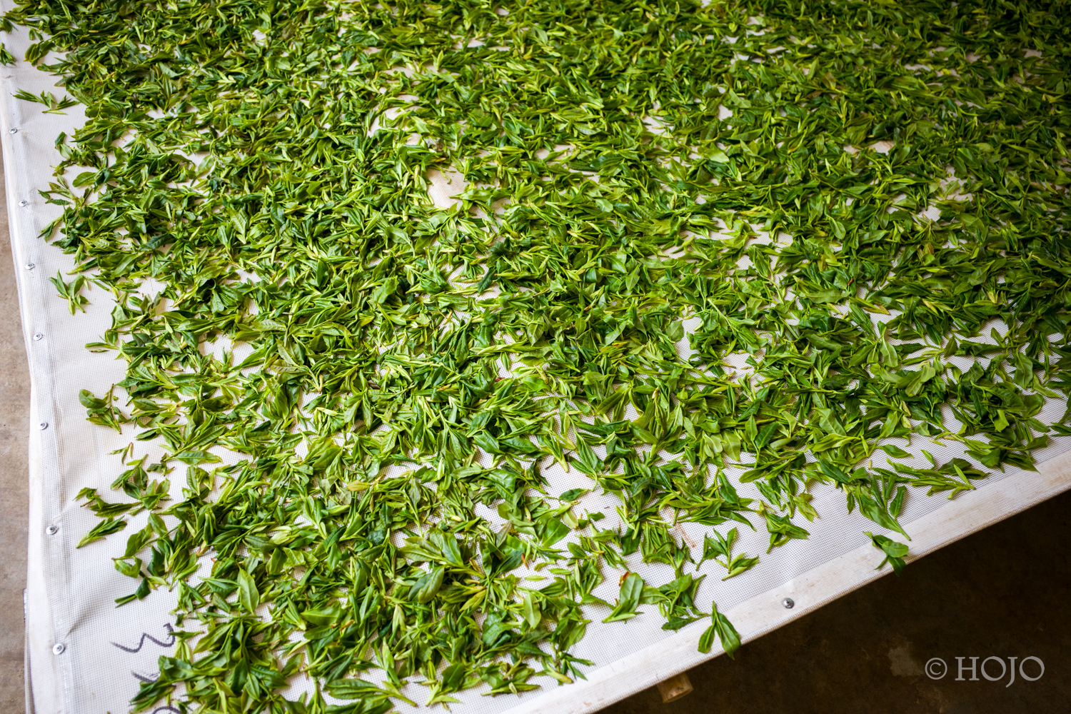 Da Xue Shan Wild White Tea 2026