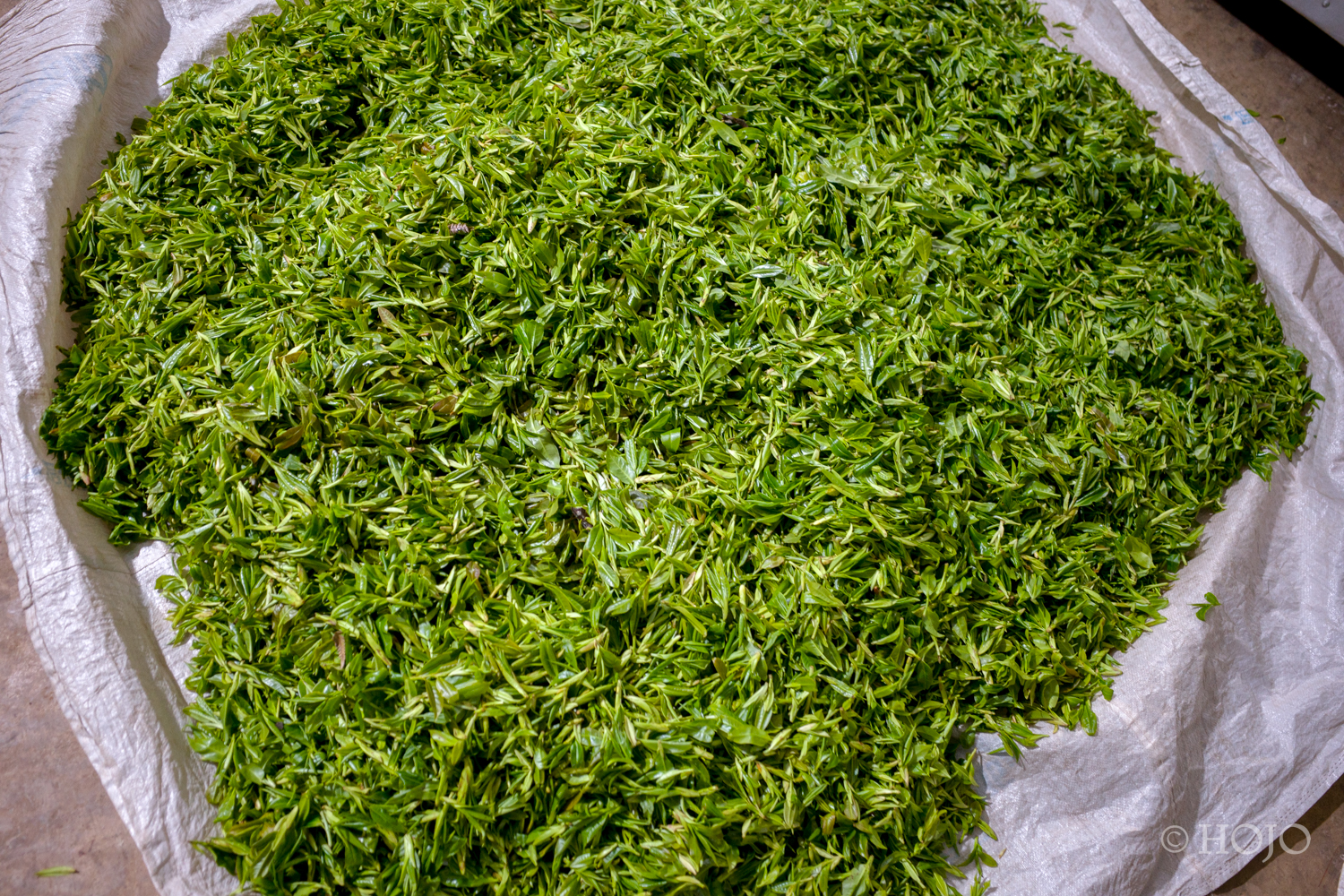 Da Xue Shan Wild White Tea 2026